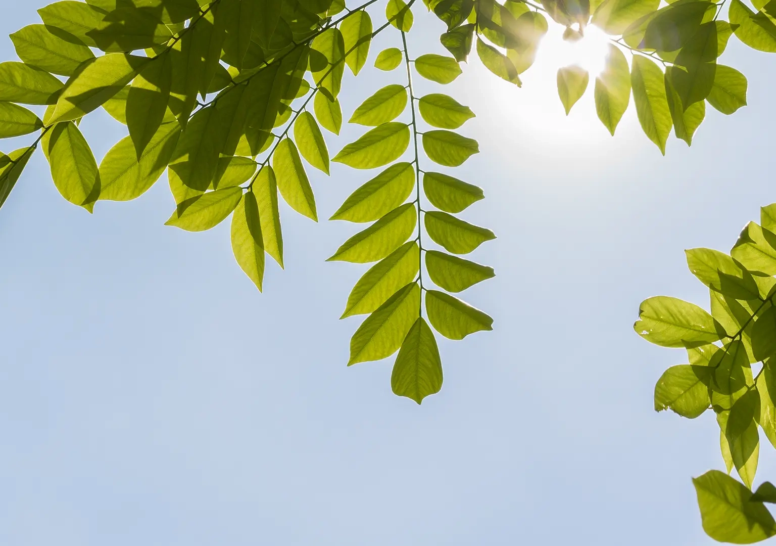 Detail of trees and nature